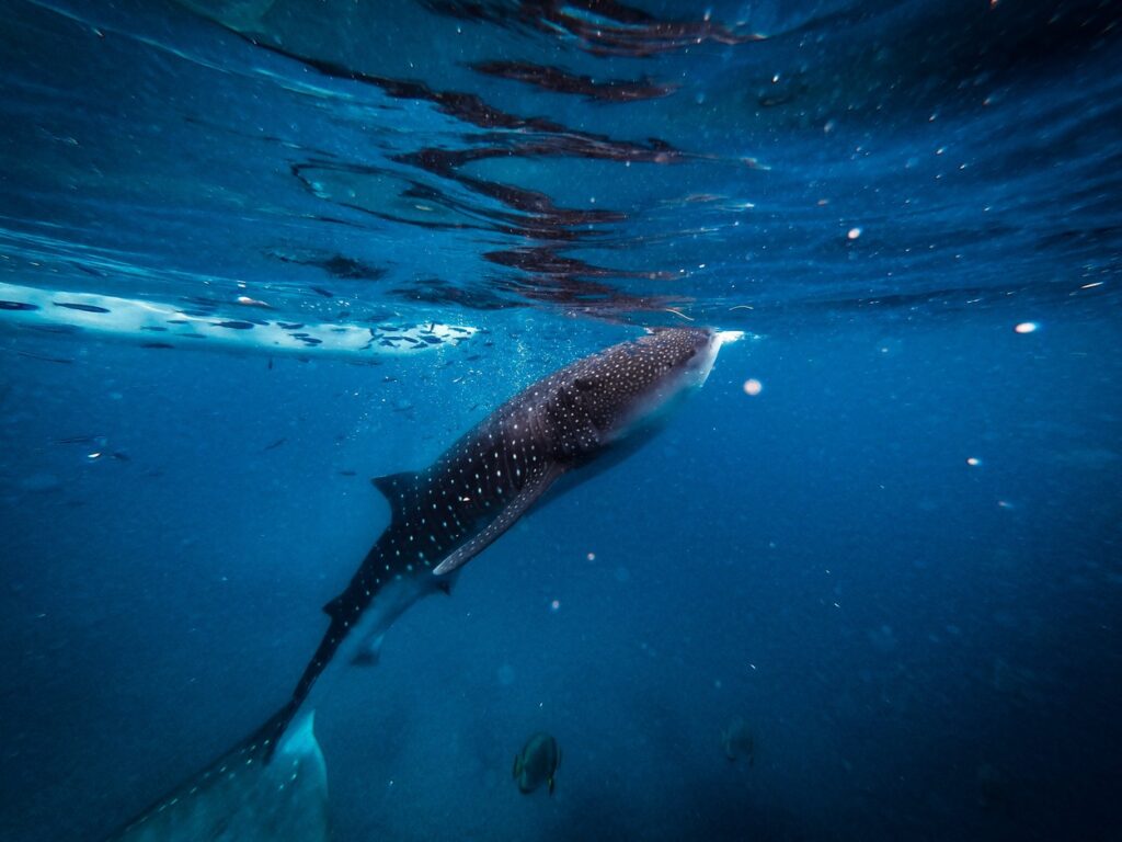 Cebu Urban Charm Whale Sharks