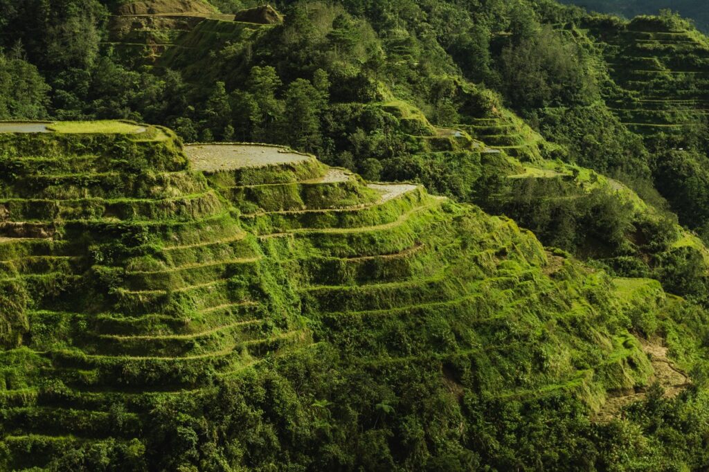 Rice Terraces picture 2