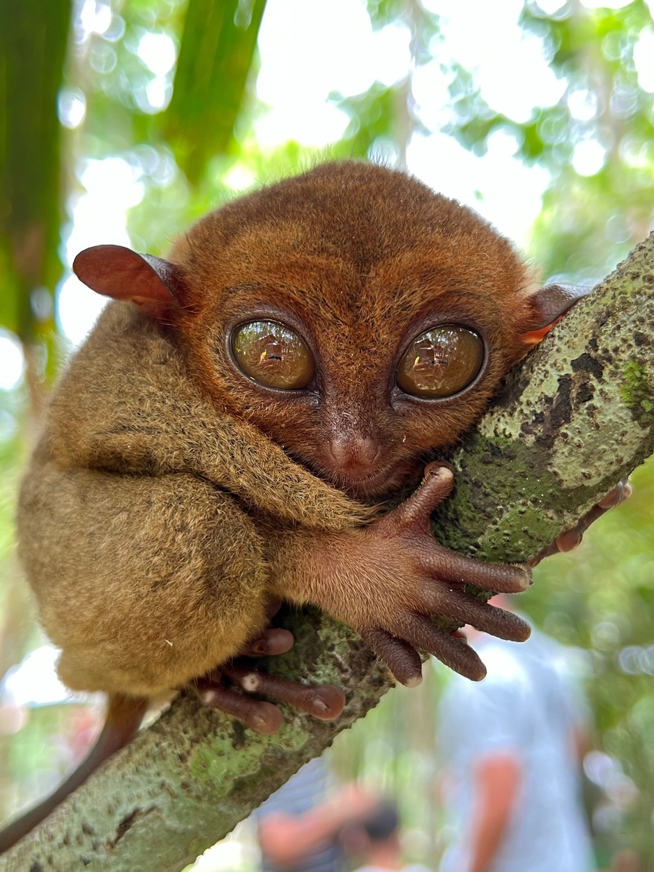 Bohol Tarsiers Chocolate Hills